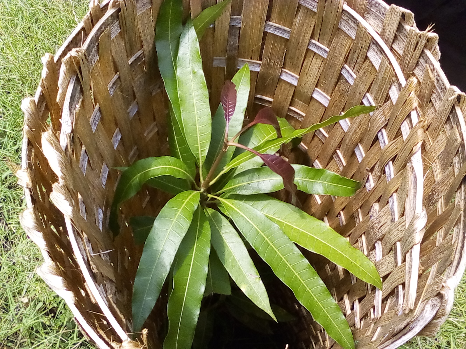 This photo is a young one-year old mango tree in a church compound, fenced to protect it from animals.