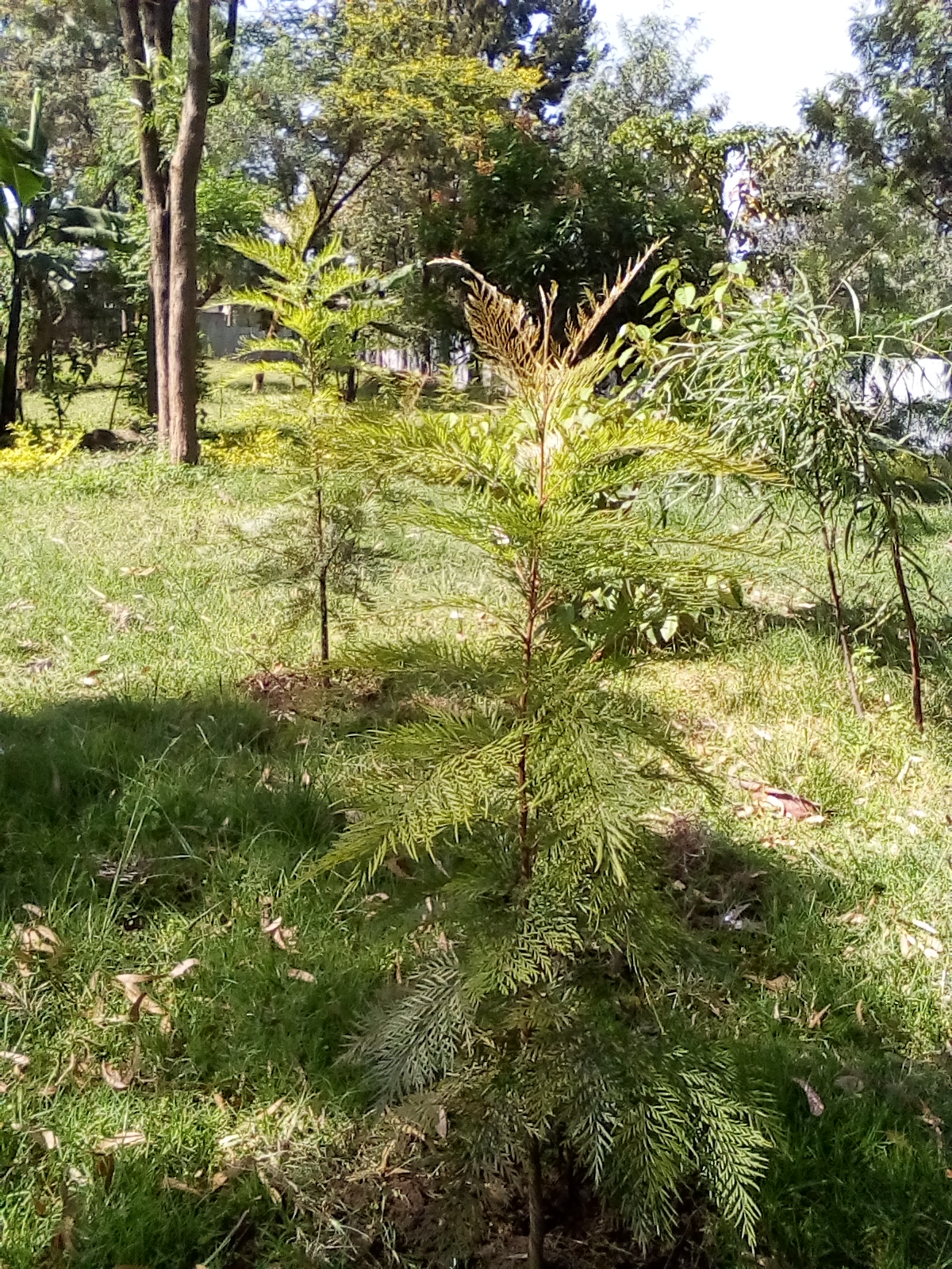 This photo is a one-year-old picture of trees planted in row in a church compound.