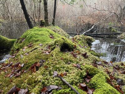 Pocket wetlands dot the landscape, evoking the mystery of creation.