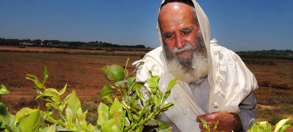 Desert in the Promised Land - Yael Zerubavel