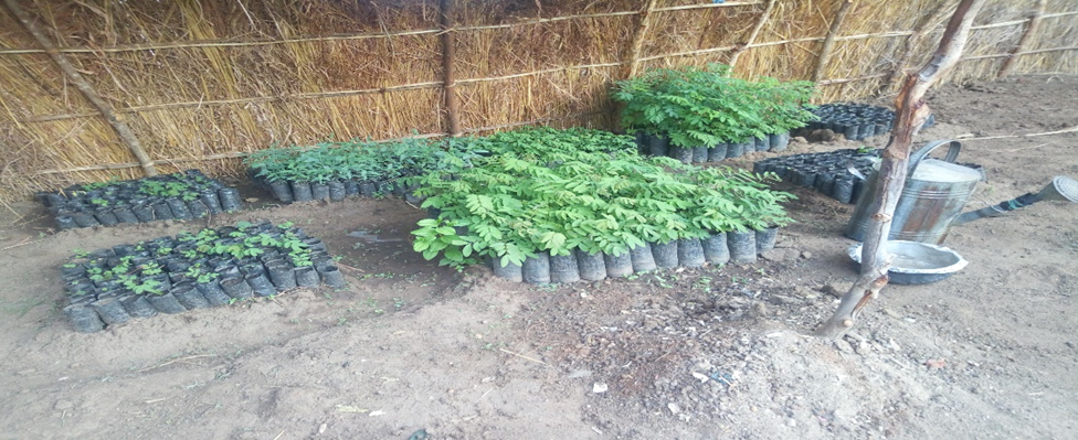 Schools are encouraged to have their own seedlings for trees so that learners learn the whole process